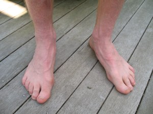 These dogs have run thousands of miles