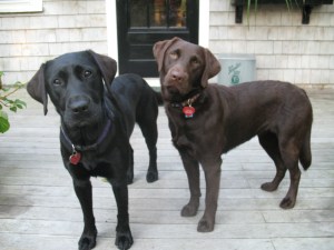 running-buddies1 Daisy and Delilah